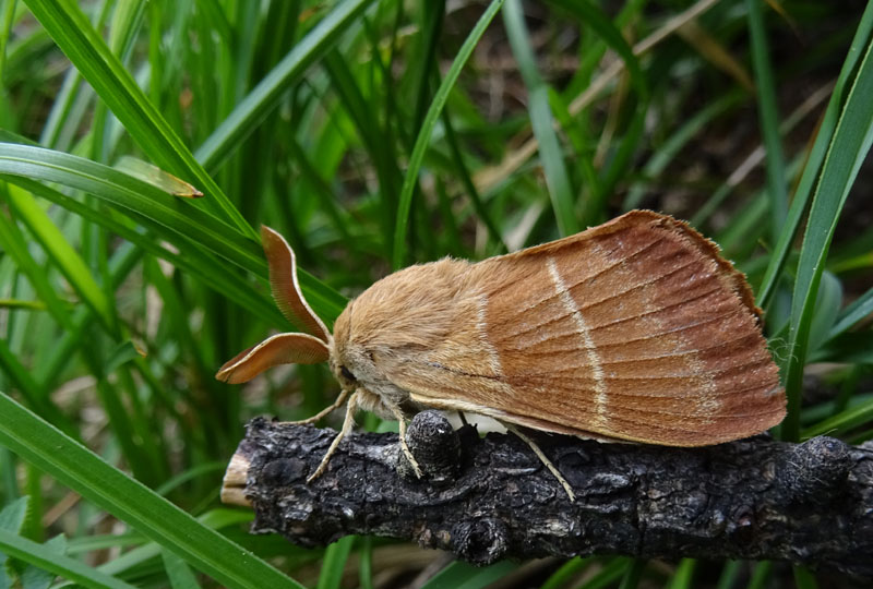 maschio di Macrothylacia rubi - Lasiocampidae